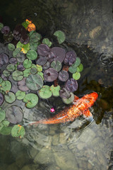 big beautiful fish swim in a pond with water lilies, a quiet beautiful place to relax