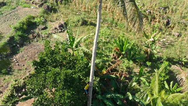 Aerial drone pull up reveal shot of a man climbing a big palm tree surrounded by a tropical forest and a farmhouse with its leaves blowing in the wind