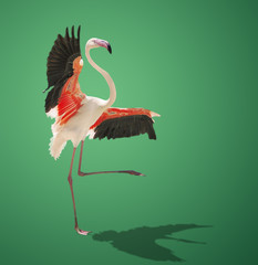 beautiful pink flamingo posing on green background