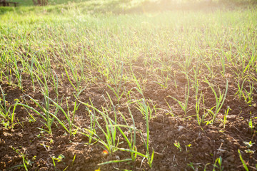 Organic food homegrown spring onions in garden. Healthy vegetable