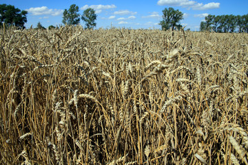 Wheat, wheat field, Triticum aestivum L., Thuringia, Germany, Europe
