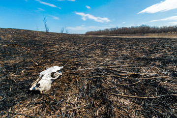 The cow skull lying on the field ground after big wildfire