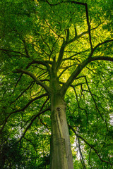 Blick in das Blätterdach eines begrünten Laubbaums