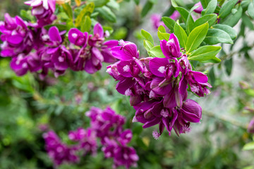 Polygala myrtifolia (Myrtle leaf milkwort)