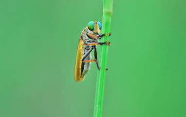The Asilidae are the robber fly family, also called assassin flies. Close up detail of Robber...
