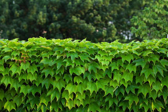 hedge, a fence of leaves. natural background.