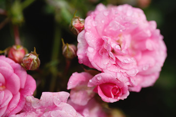 delicate flowering shrub with roses and wild rose