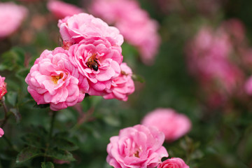 Fototapeta na wymiar delicate flowering shrub with roses and wild rose