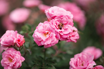 Fototapeta na wymiar delicate flowering shrub with roses and wild rose