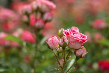 delicate flowering shrub with roses and wild rose