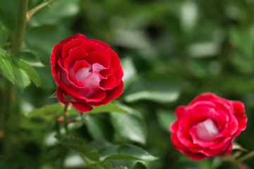 delicate flowering shrub with roses and wild rose