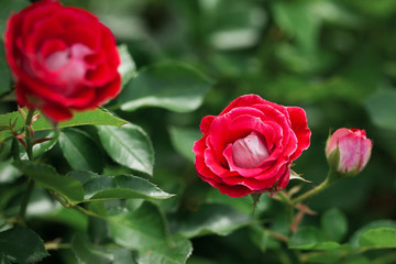 delicate flowering shrub with roses and wild rose