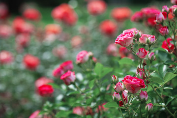Obraz na płótnie Canvas delicate flowering shrub with roses and wild rose