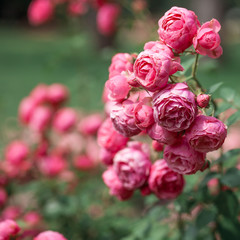 delicate flowering shrub with roses and wild rose