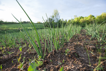 Organic food homegrown spring onions in garden. Healthy vegetable