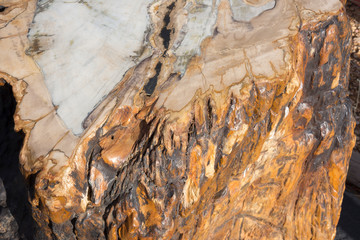 petrified and polished fossil trees at bryce canyon