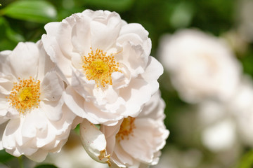 delicate flowering shrub with roses and wild rose, white color