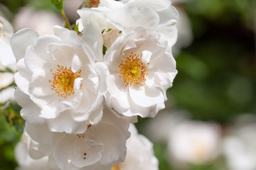 delicate flowering shrub with roses and wild rose, white color