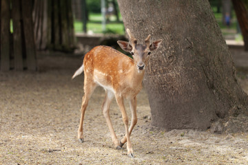 a young deer walks in the park. fragile defenseless animal