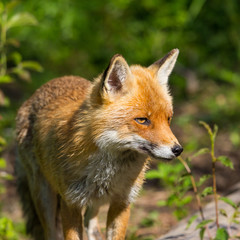 close-up red fox (vulpes) standing in sunlight