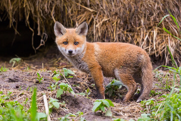 Naklejka na ściany i meble close-up cute baby red fox cub (vulpes) standing