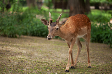 Naklejka na ściany i meble a young deer walks in the park. fragile defenseless animal