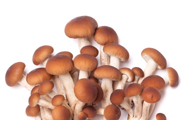 beautiful fresh honey fungus ingredients for cooking delicious food