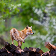 portrait female red fox (vulpes) on wood stack