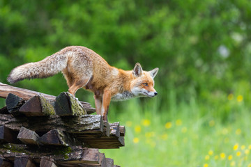 Naklejka na ściany i meble female red fox (vulpes) on wood stack, blooming flowers, grass