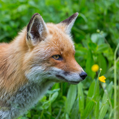close-up view on red fox (vulpes) in green grass