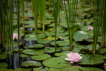 pond with lilies and water lilies. beautiful soft background