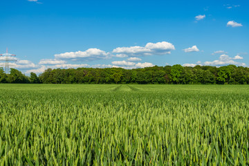 Outdoor sunny landscape view of fresh  green growing wheat field with the trace of tractor or vehicle wheel mark in countryside area.
