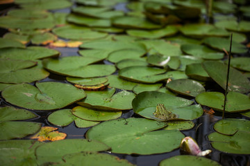 pond with lilies and water lilies. beautiful soft background