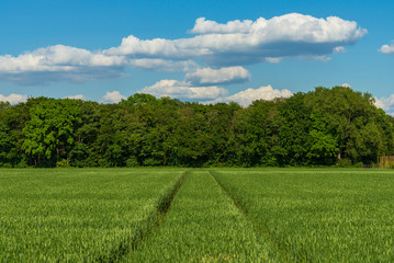 Fototapeta na wymiar Outdoor sunny landscape view of fresh green growing wheat field with the trace of tractor or vehicle wheel mark in countryside area.