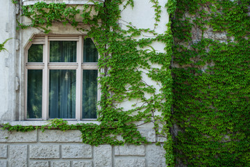 windows of a building covered with green ivy leaves. natural contrast