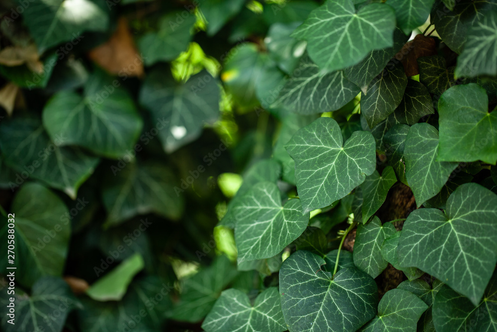 Wall mural photo of beautiful green ivy in the street during a summer walk