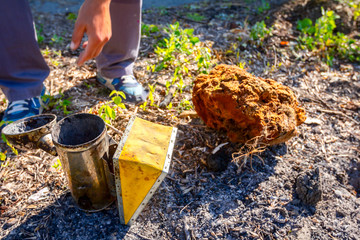 Fototapeta premium Apiarist, beekeeper prepare the smoker to use on a beehive
