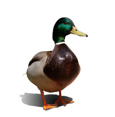 one beautiful duck isolated on white background