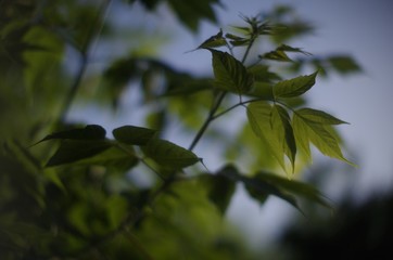 green leaves of tree