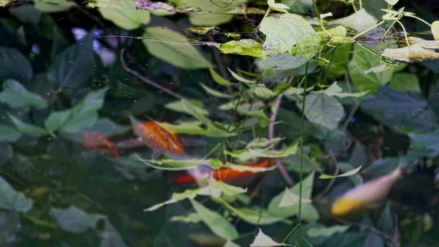 Aqua And Plants Background is a stock video that displays stunning footage of green plants,water and colorful fishes. This 3840x2160 (4K) footage is apt to use in any project like backgrounds. 
