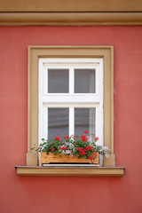 A beautiful red flower is standing on the window of the house