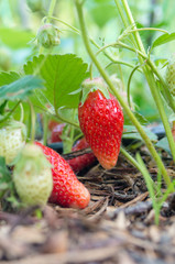 Natural, organic strawberries with green leaves sprouting in a home strawberry garden. Natural green background. Agriculture, bio healthy food.