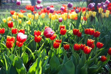 Beautiful colored tulips in a flowered spring garden on a bright sunny day