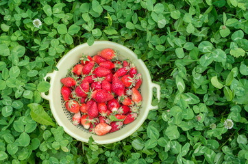 Red strawberries in a yellow bowl. Freshly picked organic strawberries from the home garden. Green background of clover. Natural food, healthy lifestyle