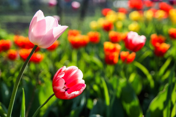 Beautiful colored tulips in a flowered spring garden on a bright sunny day