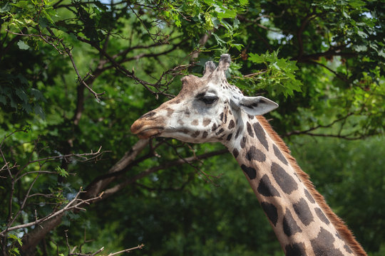 portrait of a giraffe on a background of trees. beautiful animal eating leaves