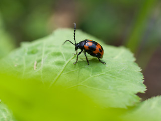 葉の上の小さな虫
