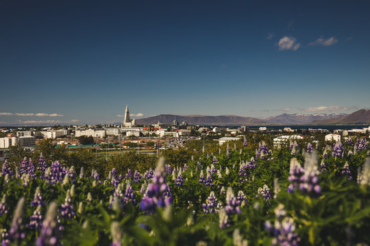 Reykjavik capital city of iceland view from the park around perlan overlooking freshly blossom lupine flowers