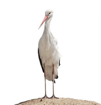An adult white stork stands on a mountain of sand. beautiful wild bird