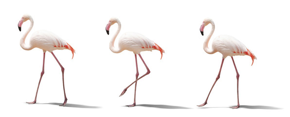 beautiful pink flamingo posing. isolated on white background